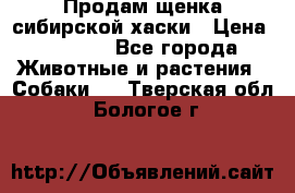 Продам щенка сибирской хаски › Цена ­ 8 000 - Все города Животные и растения » Собаки   . Тверская обл.,Бологое г.